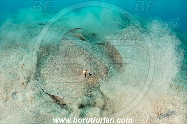 Marsa Egla, Marsa Alam, Egypt, Red sea, Urogymnus asperrimus, Urogymnus, Dasyatidae, Elasmobranchii, Thorny ray, Porcupine ray, Stingray, Fish, Sand, Digging