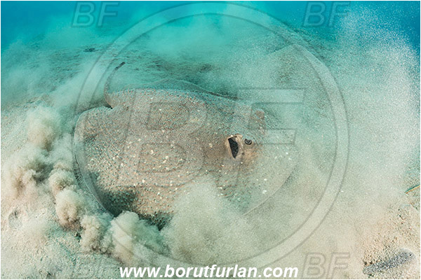 Marsa Egla, Marsa Alam, Egypt, Red sea, Urogymnus asperrimus, Urogymnus, Dasyatidae, Elasmobranchii, Thorny ray, Porcupine ray, Stingray, Fish, Sand, Digging