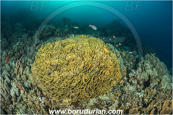 Marsa Shagra, Marsa Alam, Egypt, Red sea, Turbinaria reniformis, Turbinaria, Dendrophylliidae, Anthozoa, Cnidaria, Cnidarian, Yellow Waver Coral, Yellow Scroll Coral, Coral, Reef