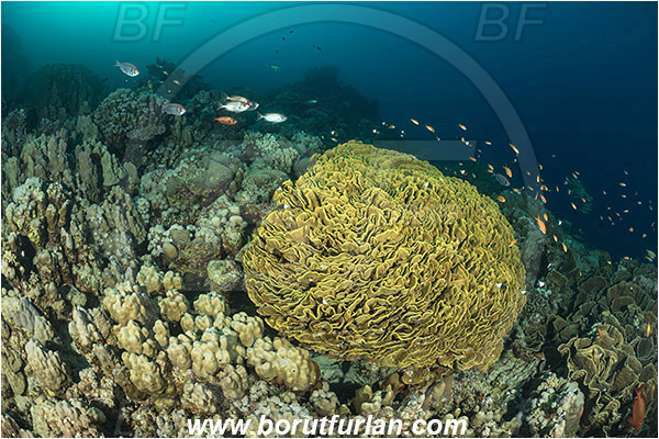 Marsa Shagra, Marsa Alam, Egypt, Red sea, Turbinaria reniformis, Turbinaria, Dendrophylliidae, Anthozoa, Cnidaria, Cnidarian, Yellow Waver Coral, Yellow Scroll Coral, Coral, Reef