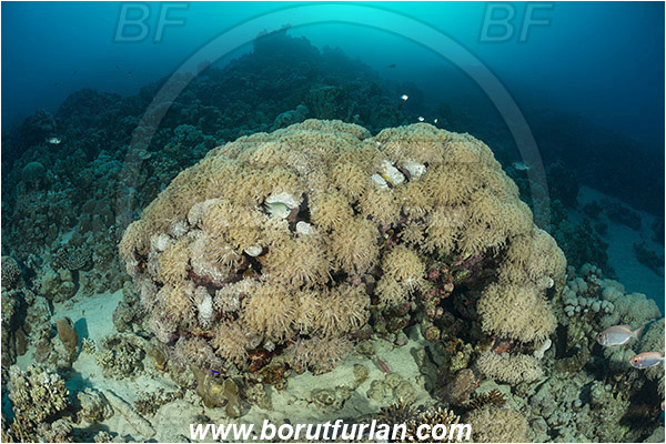 Marsa Shagra, Marsa Alam, Egypt, Red sea, Goniopora columna, Goniopora, Poritidae, Anthozoa, Cnidaria, Cnidarian, Anemone coral, Coral, Reef