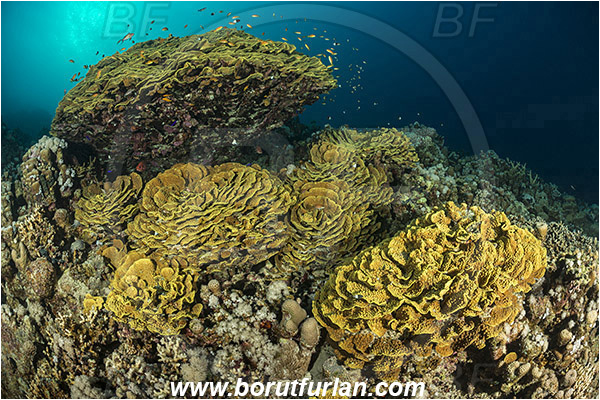Marsa Shagra, Marsa Alam, Egypt, Red sea, Turbinaria reniformis, Turbinaria, Dendrophylliidae, Anthozoa, Cnidaria, Cnidarian, Yellow Waver Coral, Yellow Scroll Coral, Coral, Reef