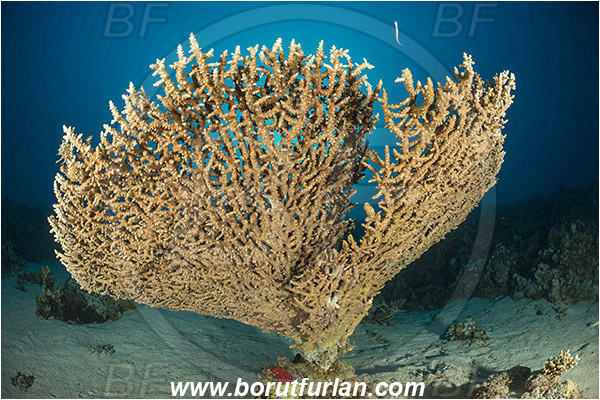 Marsa Shagra, Marsa Alam, Egypt, Red sea, Acropora hyacinthus, Acropora, Acroporidae, Anthozoa, Cnidaria, Cnidarian, Acropora hard coral, Coral, Reef