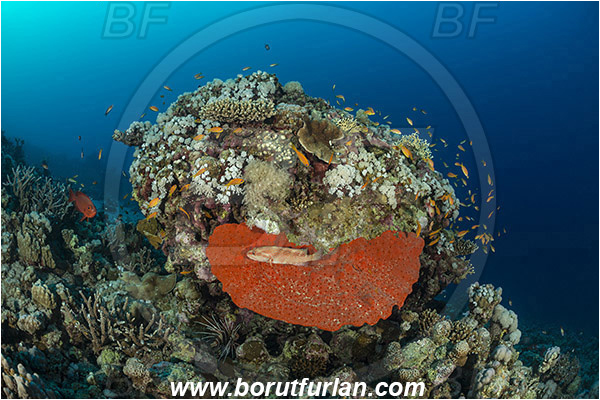 Marsa Shagra, Marsa Alam, Egypt, Red sea, Pione vastifica, Pione, Clionaidae, Red sponge, Sponge, Porifera, Reef