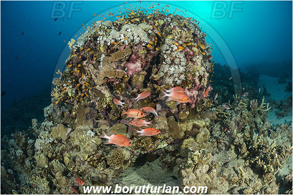Marsa Shagra, Marsa Alam, Egypt, Red sea, Sargocentron caudimaculatum, Sargocentron, Holocentridae, Silverspot Squirrelfish, Whitetail Squirrelfish, Squirrelfish, Fish, Fish school, Reef