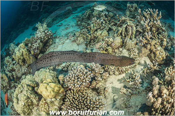 Marsa Shagra, Marsa Alam, Egypt, Red sea, Gymnothorax javanicus, Gymnothorax, Muraenidae, Giant Moray, Moray, Fish, Reef