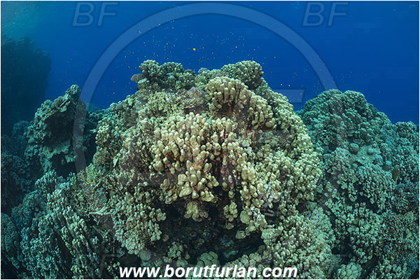 Wadi Lahami, Egypt, Red sea, Porites nodifera, Porites, Poritidae, Hard coral, Dome coral, Coral, Anthozoa, Cnidaria, Cnidarian, Reef