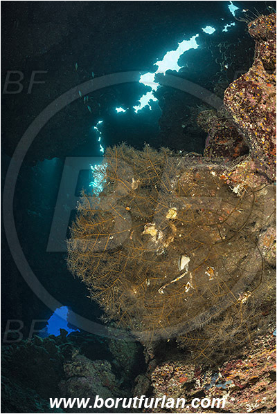 Wadi Lahami, Egypt, Red sea, Reef, Cave, Solanderia sp., Solanderia, Solanderiidae, Hydrozoa, Cnidaria, Cnidarian, Gorgonian hydroid