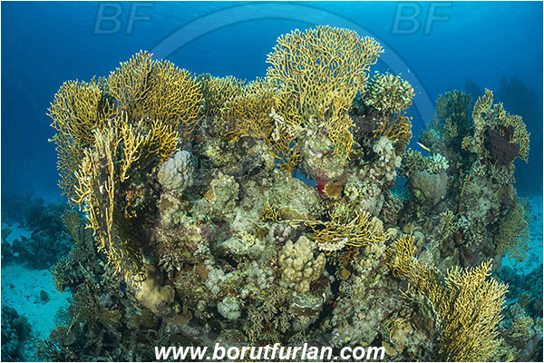 Abu Galawa, Wadi Lahami, Egypt, Red sea, Millepora dichotoma, Millepora, Milleporidae, Hydrozoa, Cnidaria, Cnidarian, Net fire coral, Fire coral, Reef