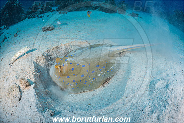 Abu Galawa, Wadi Lahami, Egypt, Red sea, Taeniura lymma, Taeniura, Dasyatidae, Elasmobranchii, Bluespotted ribbontail ray, Blue spotted stingray, Stingray, Sand, Digging