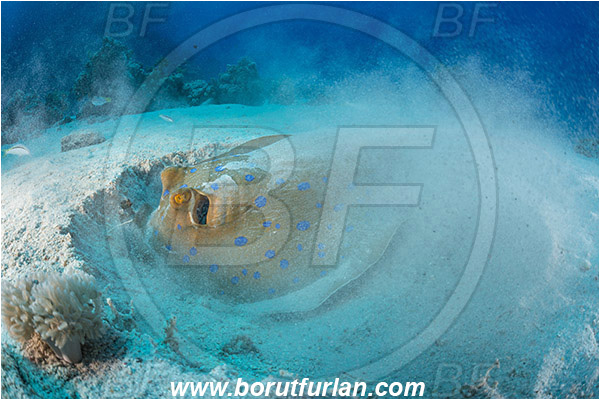 Abu Galawa, Wadi Lahami, Egypt, Red sea, Taeniura lymma, Taeniura, Dasyatidae, Elasmobranchii, Bluespotted ribbontail ray, Blue spotted stingray, Stingray, Sand, Digging