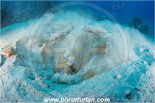 Abu Galawa, Wadi Lahami, Egypt, Red sea, Taeniura lymma, Taeniura, Dasyatidae, Elasmobranchii, Bluespotted ribbontail ray, Blue spotted stingray, Stingray, Sand, Digging
