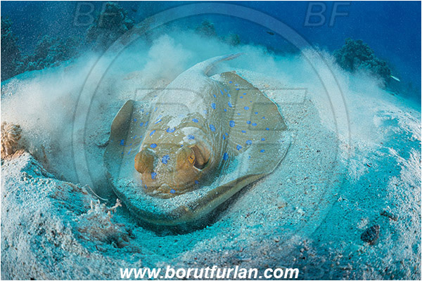 Abu Galawa, Wadi Lahami, Egypt, Red sea, Taeniura lymma, Taeniura, Dasyatidae, Elasmobranchii, Bluespotted ribbontail ray, Blue spotted stingray, Stingray, Sand, Digging