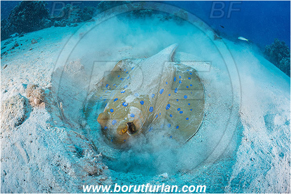 Abu Galawa, Wadi Lahami, Egypt, Red sea, Taeniura lymma, Taeniura, Dasyatidae, Elasmobranchii, Bluespotted ribbontail ray, Blue spotted stingray, Stingray, Sand, Digging