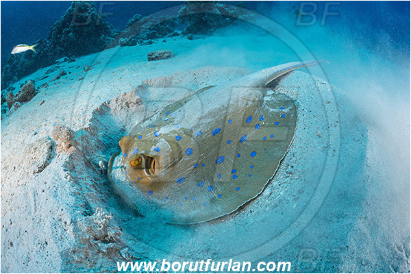Abu Galawa, Wadi Lahami, Egypt, Red sea, Taeniura lymma, Taeniura, Dasyatidae, Elasmobranchii, Bluespotted ribbontail ray, Blue spotted stingray, Stingray, Sand, Digging
