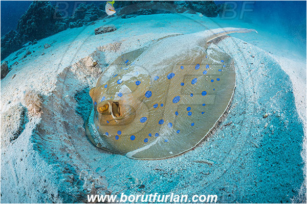 Abu Galawa, Wadi Lahami, Egypt, Red sea, Taeniura lymma, Taeniura, Dasyatidae, Elasmobranchii, Bluespotted ribbontail ray, Blue spotted stingray, Stingray, Sand, Digging