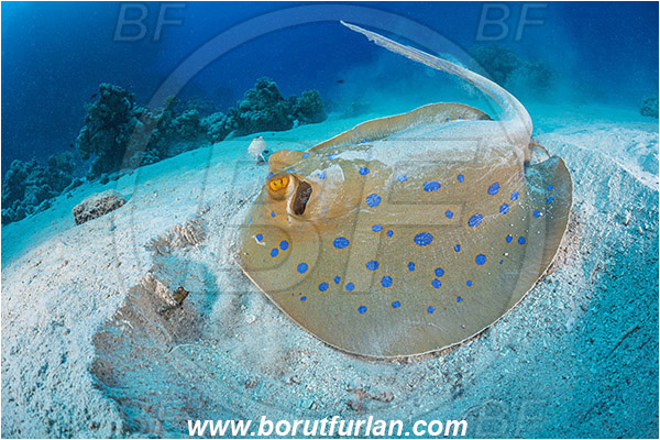 Abu Galawa, Wadi Lahami, Egypt, Red sea, Taeniura lymma, Taeniura, Dasyatidae, Elasmobranchii, Bluespotted ribbontail ray, Blue spotted stingray, Stingray, Sand, Digging