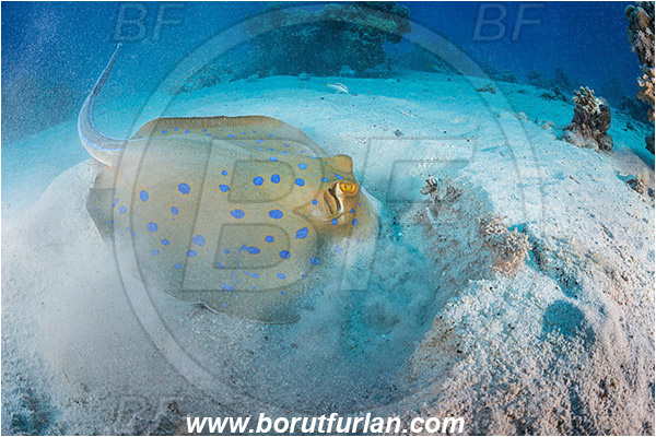 Abu Galawa, Wadi Lahami, Egypt, Red sea, Taeniura lymma, Taeniura, Dasyatidae, Elasmobranchii, Bluespotted ribbontail ray, Blue spotted stingray, Stingray, Sand, Digging