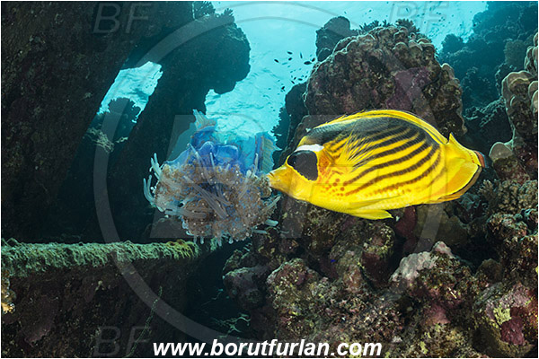 Abu Galawa, Wadi Lahami, Egypt, Red sea, Chaetodon fasciatus, Chaetodon, Chaetodontidae, Raccoon Butterflyfish, Butterflyfish, Fish, Feeding, Feeding on jellyfish