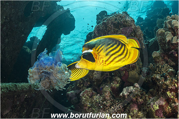 Abu Galawa, Wadi Lahami, Egypt, Red sea, Chaetodon fasciatus, Chaetodon, Chaetodontidae, Raccoon Butterflyfish, Butterflyfish, Fish, Feeding, Feeding on jellyfish