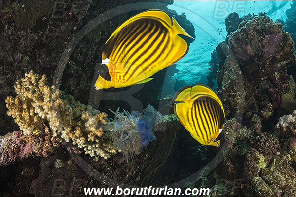Abu Galawa, Wadi Lahami, Egypt, Red sea, Chaetodon fasciatus, Chaetodon, Chaetodontidae, Raccoon Butterflyfish, Butterflyfish, Fish, Feeding, Feeding on jellyfish