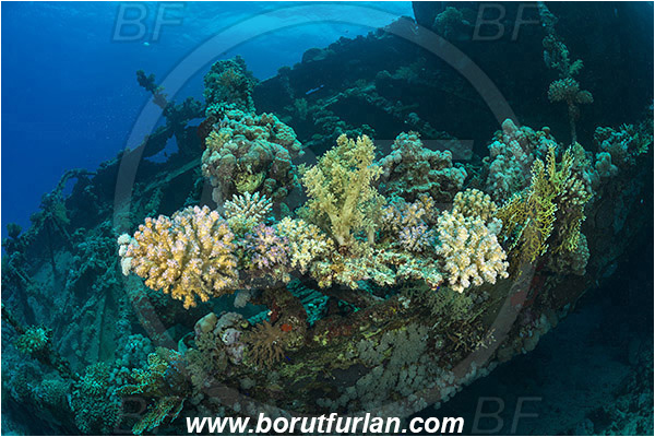 Abu Galawa, Wadi Lahami, Egypt, Red sea, Wreck, Tien Sien wreck, Reef