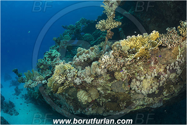Abu Galawa, Wadi Lahami, Egypt, Red sea, Wreck, Tien Sien wreck, Reef