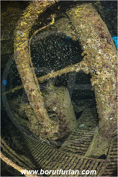 Abu Galawa, Wadi Lahami, Egypt, Red sea, Wreck, Tien Sien wreck, Reef, Interior, Fish school