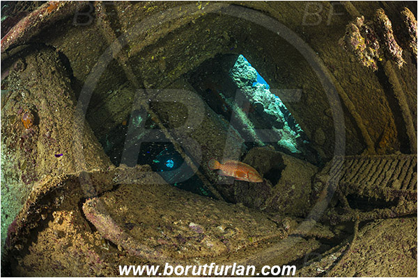 Abu Galawa, Wadi Lahami, Egypt, Red sea, Wreck, Tien Sien wreck, Reef, Interior, Fish