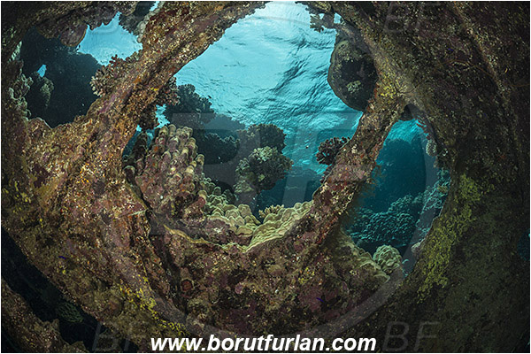 Abu Galawa, Wadi Lahami, Egypt, Red sea, Wreck, Tien Sien wreck, Reef, Interior