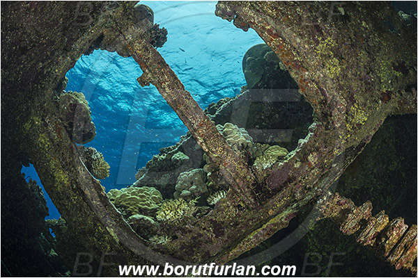 Abu Galawa, Wadi Lahami, Egypt, Red sea, Wreck, Tien Sien wreck, Reef, Interior