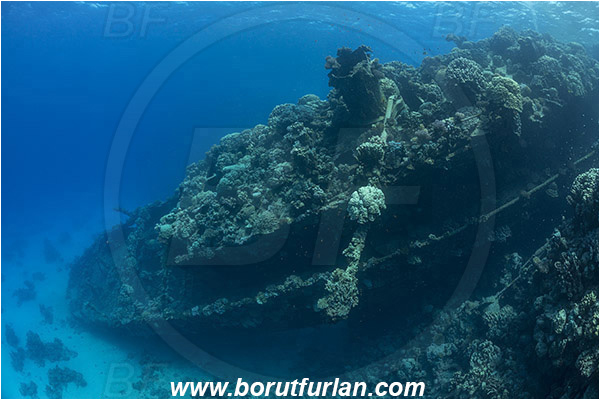Abu Galawa, Wadi Lahami, Egypt, Red sea, Wreck, Tien Sien wreck, Reef