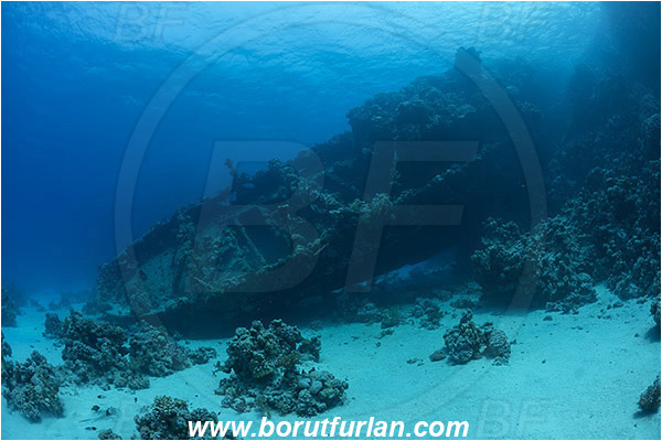 Abu Galawa, Wadi Lahami, Egypt, Red sea, Wreck, Tien Sien wreck, Reef