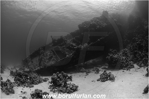 Abu Galawa, Wadi Lahami, Egypt, Red sea, Wreck, Tien Sien wreck, Reef, Black&White