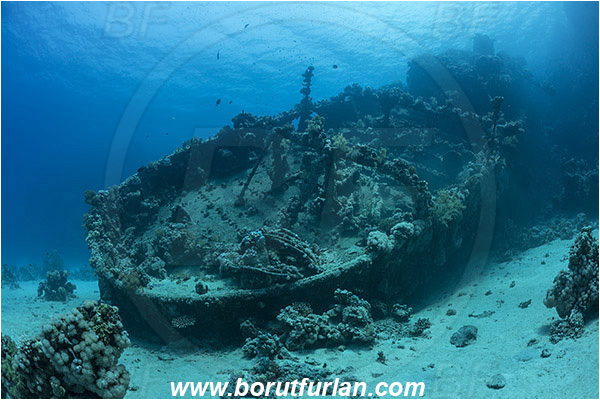 Abu Galawa, Wadi Lahami, Egypt, Red sea, Wreck, Tien Sien wreck, Reef