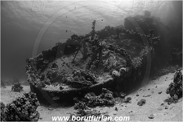 Abu Galawa, Wadi Lahami, Egypt, Red sea, Wreck, Tien Sien wreck, Reef, Black&White