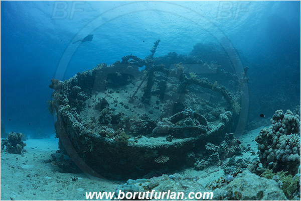 Abu Galawa, Wadi Lahami, Egypt, Red sea, Wreck, Tien Sien wreck, Reef, Diver
