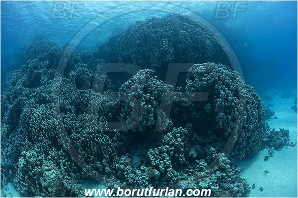 Wadi Lahami, Egypt, Red sea, Porites nodifera, Porites, Poritidae, Hard coral, Dome coral, Coral, Anthozoa, Cnidaria, Cnidarian, Reef