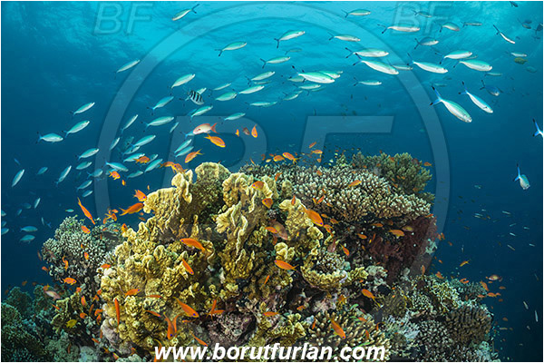 Wadi Lahami, Egypt, Red sea, Cnidaria, Cnidarian, Coral, Pseudanthias squamipinnis, Pseudanthias, Serranidae, Lyretail Anthias, Sea goldie, Anthias, Caesio suevica, Caesio, Caesionidae, Suez Fusilier, Fusilier, Fish, Fish school, Reef