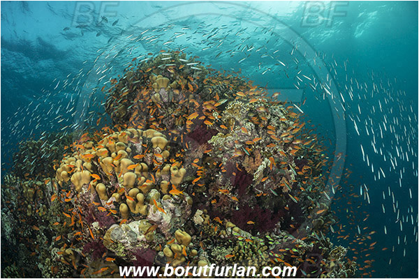 Wadi Lahami, Egypt, Red sea, Cnidaria, Cnidarian, Coral, Pseudanthias squamipinnis, Pseudanthias, Serranidae, Lyretail Anthias, Sea goldie, Anthias, Caesio sp., Caesio, Caesionidae, Fusilier, Fish, Fish school, Reef