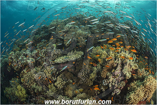 Wadi Lahami, Egypt, Red sea, Cnidaria, Cnidarian, Coral, Pseudanthias squamipinnis, Pseudanthias, Serranidae, Lyretail Anthias, Sea goldie, Anthias, Caesio sp., Caesio, Caesionidae, Fusilier, Fish, Fish school, Reef