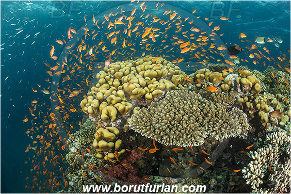 Wadi Lahami, Egypt, Red sea, Cnidaria, Cnidarian, Coral, Pseudanthias squamipinnis, Pseudanthias, Serranidae, Lyretail Anthias, Sea goldie, Anthias, Fish, Fish school, Reef