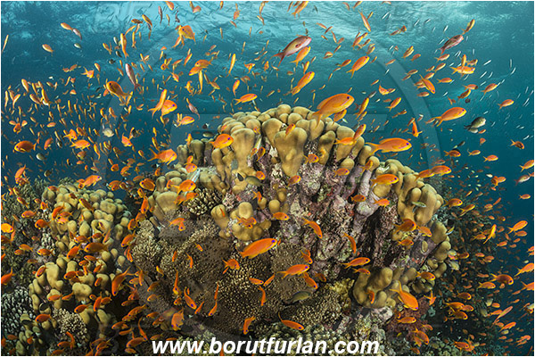 Wadi Lahami, Egypt, Red sea, Cnidaria, Cnidarian, Coral, Pseudanthias squamipinnis, Pseudanthias, Serranidae, Lyretail Anthias, Sea goldie, Anthias, Fish, Fish school, Reef