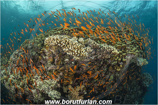 Wadi Lahami, Egypt, Red sea, Cnidaria, Cnidarian, Coral, Pseudanthias squamipinnis, Pseudanthias, Serranidae, Lyretail Anthias, Sea goldie, Anthias, Fish, Fish school, Reef