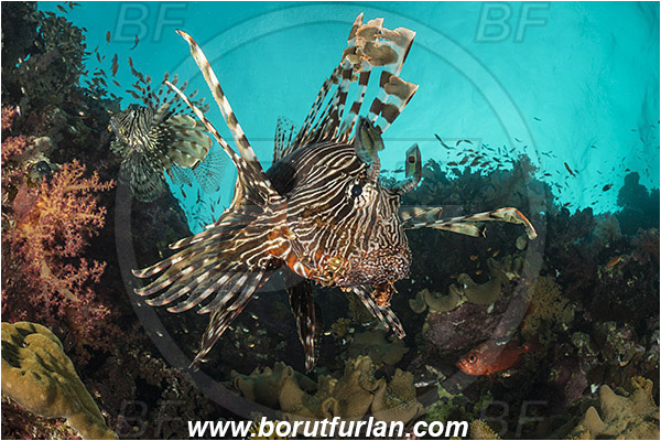 Wadi Lahami, Egypt, Red sea, Pterois miles, Pterois, Scorpaenidae, Devil Firefish, Common lionfish, Lionfish, Fish, Reef
