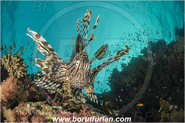Wadi Lahami, Egypt, Red sea, Pterois miles, Pterois, Scorpaenidae, Devil Firefish, Common lionfish, Lionfish, Fish, Reef