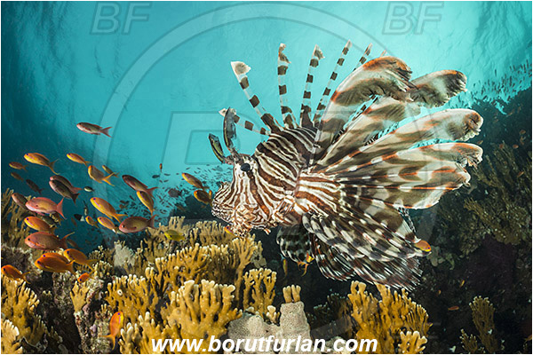 Wadi Lahami, Egypt, Red sea, Pterois miles, Pterois, Scorpaenidae, Devil Firefish, Common lionfish, Lionfish, Fish, Reef