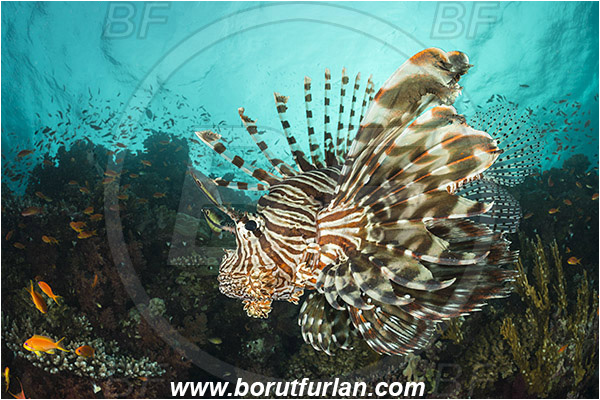 Wadi Lahami, Egypt, Red sea, Pterois miles, Pterois, Scorpaenidae, Devil Firefish, Common lionfish, Lionfish, Fish, Reef