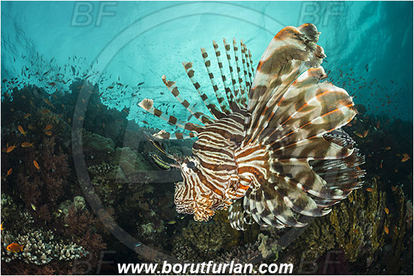 Wadi Lahami, Egypt, Red sea, Pterois miles, Pterois, Scorpaenidae, Devil Firefish, Common lionfish, Lionfish, Fish, Reef