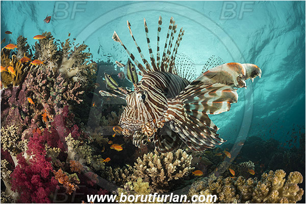 Wadi Lahami, Egypt, Red sea, Pterois miles, Pterois, Scorpaenidae, Devil Firefish, Common lionfish, Lionfish, Fish, Reef